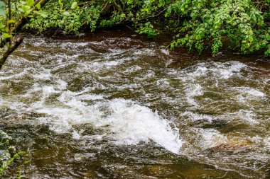 Kayalar ve taşlar arasında hızla akan çalkantılı sularla Warche Vadisi nehri, arka planda nehir kenarındaki yabani bitkilerin yeşil yaprakları, Belçika, Waimes 'de yaz günü