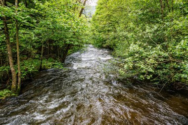 Nehrin Warche Vadisi 'nde taşan yağmur suyu manzarası, verimli yeşil ağaçlar ve vahşi bitki örtüsü arasında hızlı akan su akıntısı, Waimes, Belçika' da bulutlu ve yağmurlu bir yaz.