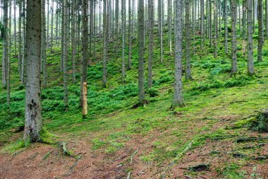 Tepenin yamacında çam ağaçları, Warche Vadisi 'nde yabani otlar arka planda sis, Waimes, Belçika' da bulutlu bir yaz gününde orman manzarası.