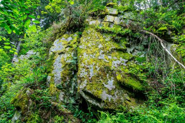 Warche Vadisi 'ndeki yabani bitki örtüsüyle çevrili yosun kaplı kaya oluşumu arka planda yeşil yapraklı ağaçlar, Waimes, Belçika' da bulutlu bir yaz günü