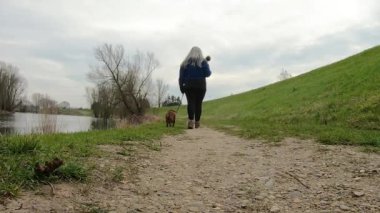 Negenoord-Kerkeweerd Doğa Koruma Alanı 'nda De Wissen Maasvallei, Belçika' da Dachshund 'uyla yürüyüş yapan kadın yürüyüşçü, arka planda çıplak ağaçlar. Düşük açılı statik çekim