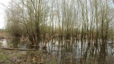 Çıplak ağaçlarla dolu orman arazisi, fırtınalı gökyüzüne karşı sisli arka plan, Dilsen-Stokkem, Belçika 'daki De Wissen-Maasvallei' de bulutlu bir kış günü. Döndürme çekimi