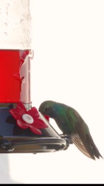Sinekkuşu besleyicisinde kırmızı nektar içen sinekkuşu, küçük plastik çiçekler, bahçe terasında asılı, bulanık arka plan. Dikey görüntüde sabit çekim