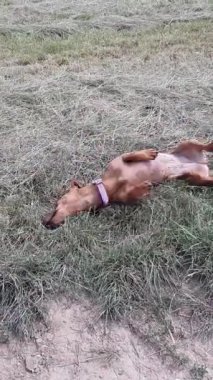 Sahada yerde yuvarlanan kahverengi bir daksund 'un statik çekimi, sıcak yaz gününde kuru çimlerde eğleniyor, çamurla kaplı ve dili bitkinlikten dışarı sarkmış. Dikey video