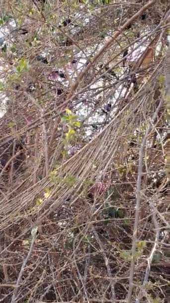 Troupeau d'oiseaux noirs avec tête jaune ou poitrine entre les branches d'un arbre avec peu de feuillage vert en plan statique, migration des oiseaux, vent branches légèrement mobiles, journée ensoleillée au Mexique. Vidéo verticale