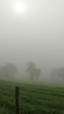 Çok sisli bir sabahta tepeden tarlalarla çekim yapmak sisli arka planda ağaçlar, Güney Limburg, Hollanda 'da soğuk bir bahar sabahı. Dikey video biçiminde çekilmiş dairesel kamera hareketi