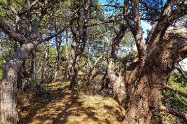 Schoorlse Duinen Doğa Koruma Alanındaki kumlu tepede bol çam ağacı gövdeleri güneşli bir günde Hollanda 'nın Kuzey Hollanda ve Hollanda' nın yaprakları arasından gelen güneş ışığı.