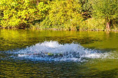 Bol sulu çeşmeli havuz, su yüzeyinde yeşil yansıma, arka planda yabani bitki örtüsü, Willy-Dohmen-Park 'ta güneşli bir sonbahar günü, Ubach-Palenberg, Almanya