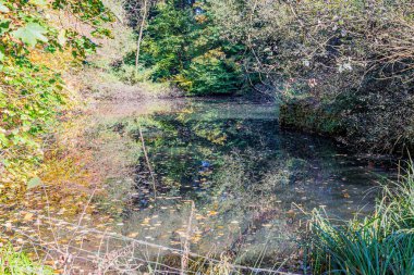 Bir göleti çevreleyen vahşi çalılıklar, su yüzeyinde süzülen çiçekli yosunlar ve kurumuş yapraklar, arka planda yeşil ağaçlar, Willy-Dohmen-Park 'ta güneşli bir sonbahar günü, Almanya' da Ubach-Palenberg,