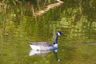 Kanada kazı göletin sakin sularında huzur içinde yüzüyor, su yüzeyinde yeşil yansımalar, kafa ve beyaz bantlı uzun siyah boyun, Almanya 'nın Ubach-Palenberg şehrinde güneşli bir gün