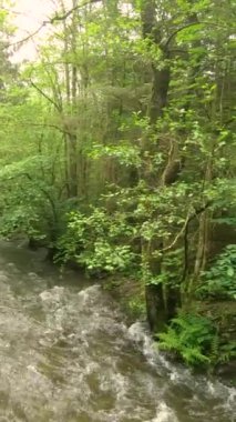 Bereketli yabani bitki örtüsü arasında dalgalı sularla dolu nehrin panoramik görüntüsü, Warche Vadisi 'nde hızlı akan nehrin üzerindeki ahşap platformlu köprü, Waimes, Belçika' da bulutlu ve yağmurlu bir yaz.