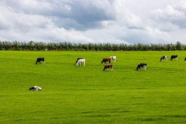 Hollanda 'da yeşil çimlerde otlayan inek sürüleri, siyah lekeli beyaz kürk, arka planda bulutlar, Epen, Güney Limburg, Hollanda' da güneşli bir gün