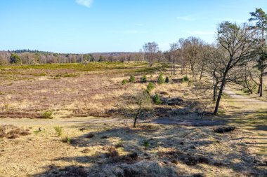 Heathland ve yeşil çimen filizleri, mavi gökyüzüne karşı çıplak ağaçlar ve çamlar, yürüyüş yolu, De Meinweg Ulusal Parkı 'nda güneşli bir kış günü, Herkenbosch, Limburg, Hollanda