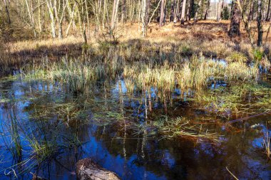 Büyük su birikintisi yağmur suyuyla dolmuş, arka planda ince ağaç gövdeleri kuru yabani otlarla kaplı, Herkenbosch, Limburg, Hollanda 'daki De Meinweg Ulusal Parkı' nda güneşli bir gün.
