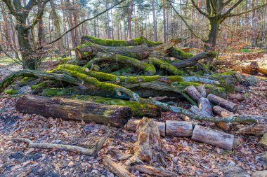 Yaşlı ve hastalıklı ağaç gövdeleri orman zemininde yosun yığınları, arka planda çam ağaçları, kontrollü ormansızlaşma, Herkenbosch, Limburg, Hollanda 'daki De Meinweg ulusal parkında kış günü