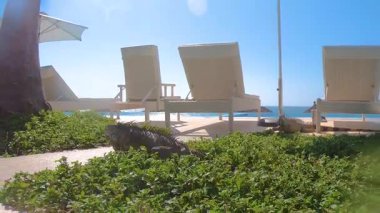 Iguana sahildeki tatil köyü bitkilerinin arasında huzur içinde yürüyor, arka planda şezlonglar ve güneşli bir kış gününde Nuevo Vallarta, Nayarit, Meksika 'da mavi gökyüzü.