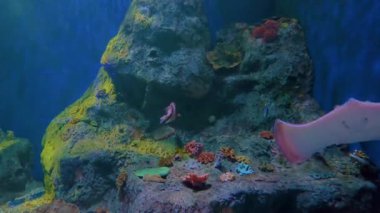 Manta vatozu, Guadalajara Hayvanat Bahçesi 'ndeki deniz akvaryumu, Jalisco, Meksika' daki akvaryum, deniz taşı gibi akvaryumlarda huzur içinde yüzen çeşitli renkli balıkların yanında.