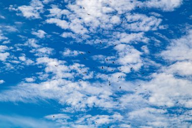 Mavi gökyüzü, beyaz kümülüs bulutları ve uçan büyük bir kuş grubu, düşük perspektiften bakıldığında Meksika sahillerinde güneşli bir gün.