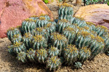 Kuru toprak üzerinde Euphorbia poligona kümelenmiş kökleri ve arka planda kayalar, yeşil, dikenler ve baş ile küçük sarı ampuller, botanik bahçesindeki Madagaskar bitkisi