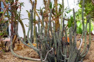 Kurak arazideki Euphorbia baioensis 'in uzun gövdeleri, yoğun bir şekilde üsten dallanmış, dikenli grimsi yeşil, bulanık arka planda farklı Madagaskar bitkileri, botanik bahçesi