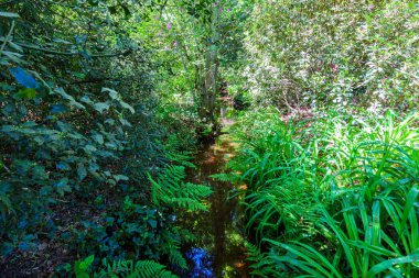 Bol çim ve yeşil yapraklı bitkilerle dolu dar bir dere, arka planda yemyeşil ağaçlar, su yüzeyine yansıyan güneş ışığı, Bokrijk, Genk, Belçika 'daki botanik parkında güneşli bir gün.