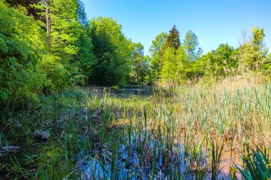 Botanik parkında yabani sazlıklar, arka planda mavi gökyüzüne karşı ağaçlar ve yeşil bitki örtüsü, Bokrijk, Genk, Belçika 'da güneşli bir bahar günü