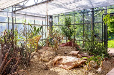 Botanik bahçesindeki seradaki farklı bitkiler, dikenli ve dikensiz sulu ağaçlar ve çalılar, Madagaskar 'a özgü, arka plandaki cam duvarlar ve pencereler