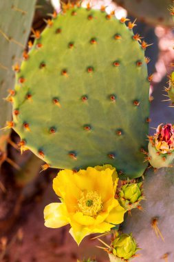 Doğu Dikenli Armut 'ta Sarı Kaktüs Çiçeği. Çiçekli sarı çiçekli Hint incir kaktüsü ve düz kürekte dikenli kıllar ve dikenli dikenler. Opuntia nemifusa çiçek açıyor.
