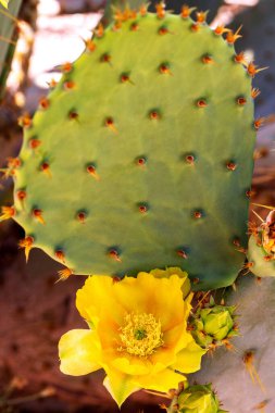 Sarı Çiçek Çiçekli Doğu Dikenli Armut Kaktüsü. Sarı çiçekler, dikenli kıllar ve dikenler çöl baharında Hint incir kaktüsünün üzerinde düz kürek üzerinde. Çiçekli Opuntia nemifusa