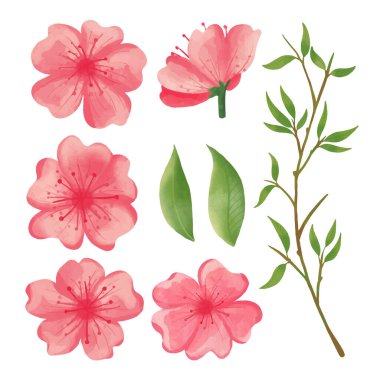 Suluboya sakura çiçeği seti, Pembe flora clipart.