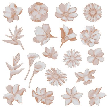 Suluboya Kurumuş Çiçek seti, Kahverengi flora clipart.