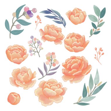 Suluboya şakayık çiçeği seti, turuncu flora clipart.