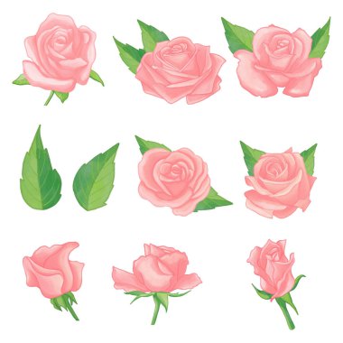 Suluboya gül çiçeği seti, Pembe flora clipart.