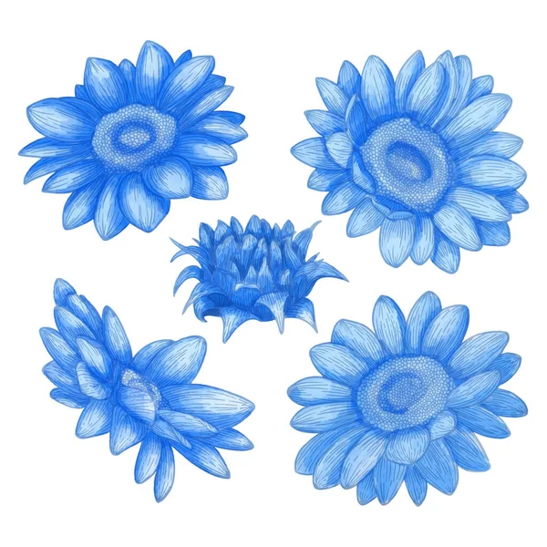 Készlet Akvarell Virág Kék Növény Előfizetői — Stock Vector