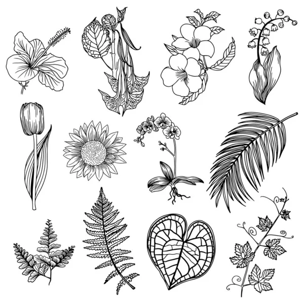 stock vector Set of Flower and leaf line art, flora clipart.