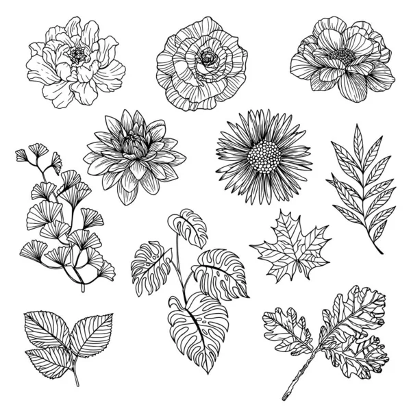 Set Von Blumen Und Blattlinien Kunst Flora Cliparts — Stockvektor