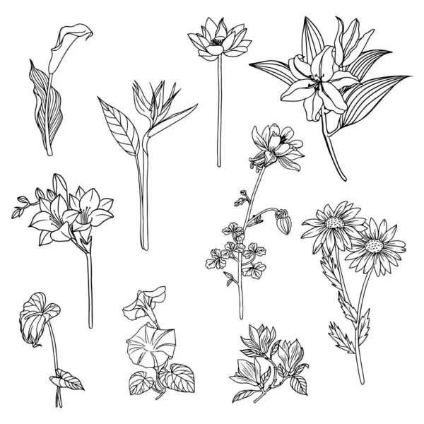 Set Von Blumen Und Blattlinien Kunst Flora Cliparts — Stockvektor