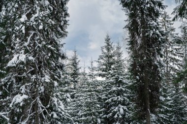 Kış boyunca karlı ormanda ağaçlar.