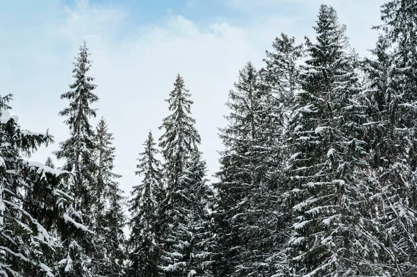 Árboles Bosque Nevado Primer Plano Durante Invierno — Foto de Stock