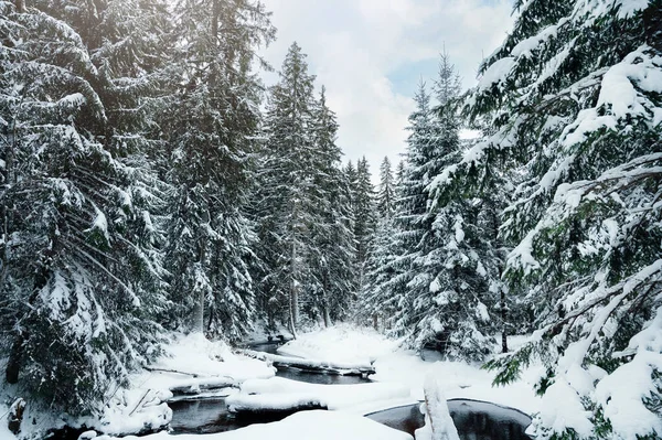 Pequeño Río Bosque Nevado Durante Frío Invierno — Foto de Stock