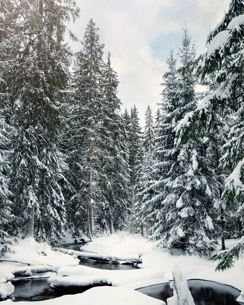 Pequeño Río Bosque Nevado Durante Frío Invierno —  Fotos de Stock