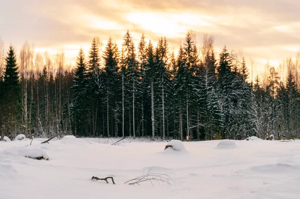 Sol Brillando Través Bosque Cubierto Nieve —  Fotos de Stock