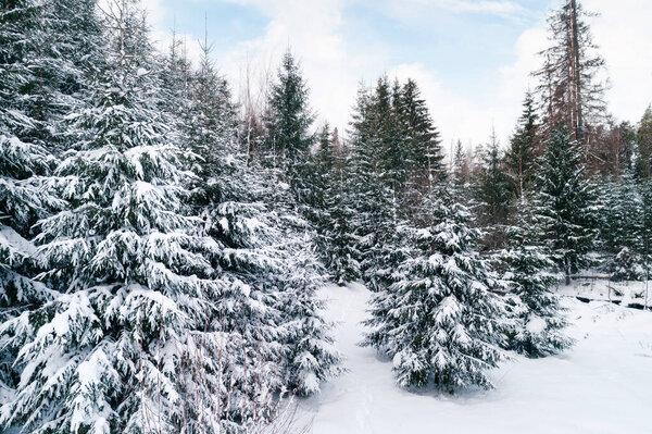 Деревья в заснеженном лесу зимой