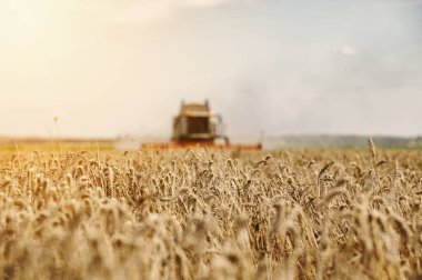 Yaz sonunda hasat mevsiminde ağır makinelerle tarımsal tarlalar sürmeye hazır olacak. 