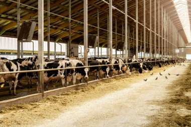 Modern, geniş inek çiftliği ve bir sürü süt ineği.