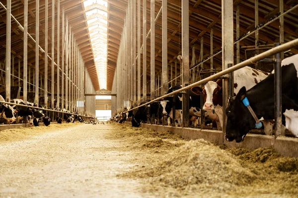 Modern, geniş inek çiftliği ve bir sürü süt ineği.