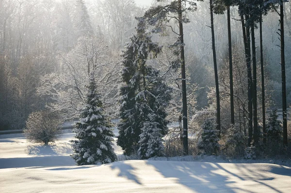 有森林背景的阳光充足的冬日 免版税图库照片