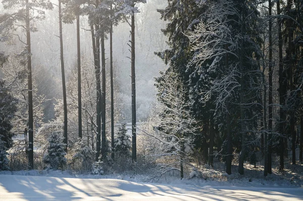Солнечный Зимний День Фоне Леса Стоковая Картинка