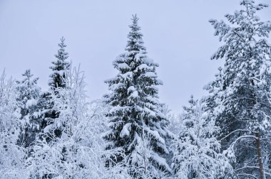 Kışın Laponya. Renkli günbatımında çok kar yağar.