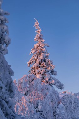 Kışın Laponya. Renkli günbatımında çok kar yağar.
